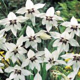 Acidanthera Bicolor 10шт